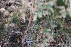 Coluber constrictor latrunculus