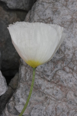 Papaver alpinum alpinum