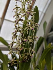 Prosthechea prismatocarpa