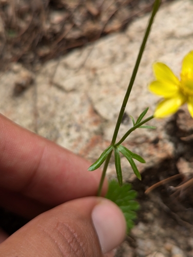Image of Ranunculus harveyi by (c) Abraham Sánchez Romero, some rights reserved (CC BY)