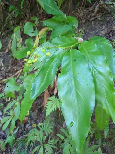 Image of Alpinia intermedia by (c) Niels Klazenga, some rights reserved (CC BY)
