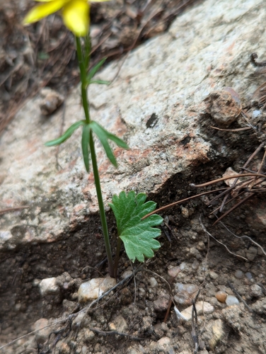 Image of Ranunculus harveyi by (c) Abraham Sánchez Romero, some rights reserved (CC BY)
