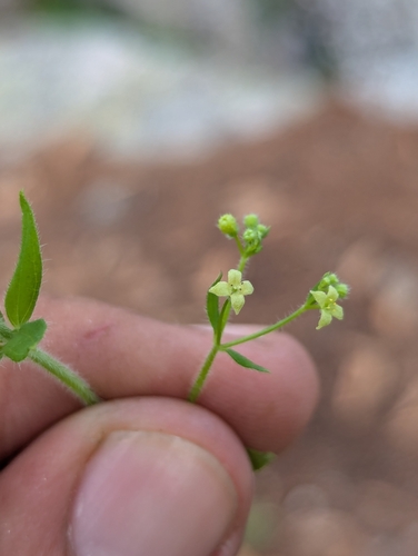 Image of Galium uncinulatum by (c) Abraham Sánchez Romero, some rights reserved (CC BY)