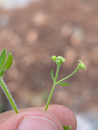 Image of Galium uncinulatum by (c) Abraham Sánchez Romero, some rights reserved (CC BY)