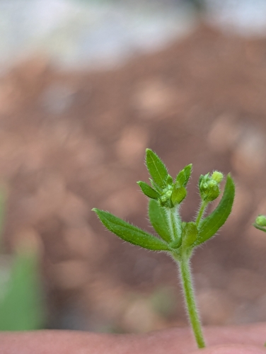 Image of Galium uncinulatum by (c) Abraham Sánchez Romero, some rights reserved (CC BY)