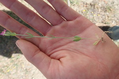 Zeltnera muehlenbergii