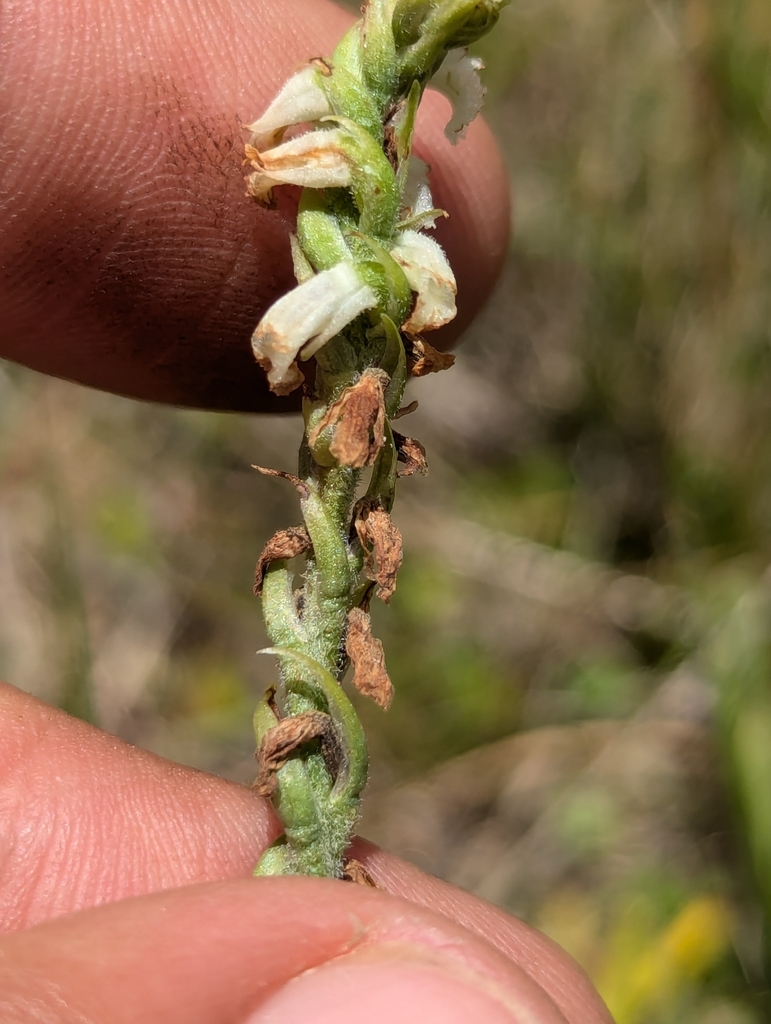 Spiranthes graminea