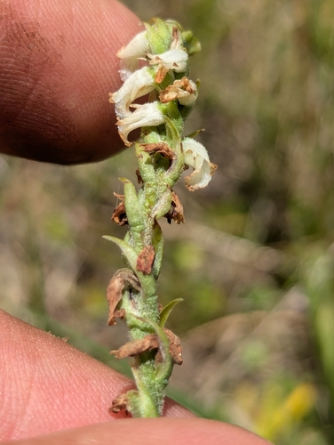 Image of Spiranthes graminea by (c) Abraham Sánchez Romero, some rights reserved (CC BY)