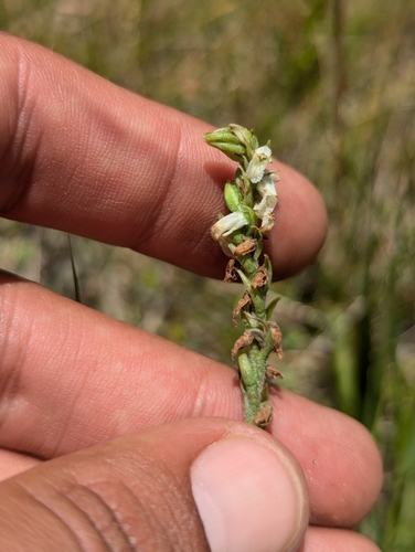 Image of Spiranthes graminea by (c) Abraham Sánchez Romero, some rights reserved (CC BY)