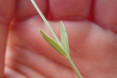 Zeltnera muehlenbergii