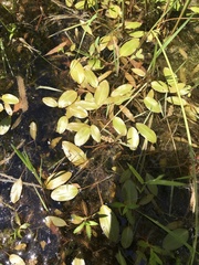 Potamogeton gramineus
