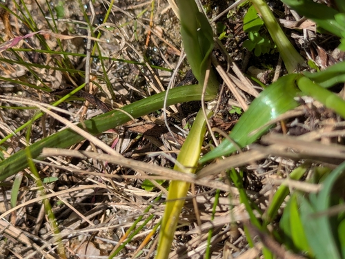 Image of Spiranthes graminea by (c) Abraham Sánchez Romero, some rights reserved (CC BY)