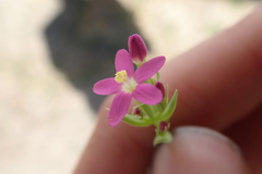 Zeltnera muehlenbergii