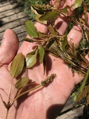 Potamogeton gramineus