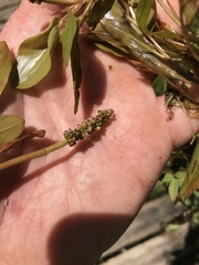 Potamogeton gramineus
