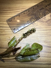 Potamogeton gramineus