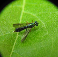 Merosargus stamineus