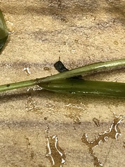 Potamogeton gramineus