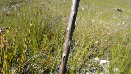 Image of Thesium euphorbioides by (c) Paul Emms, some rights reserved (CC BY-SA)