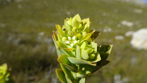 Image of Thesium euphorbioides by (c) Paul Emms, some rights reserved (CC BY-SA)