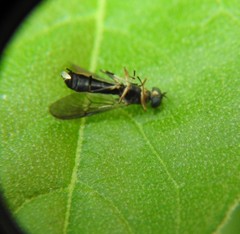 Merosargus stamineus