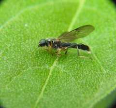 Merosargus stamineus