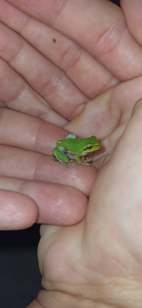 Italian Tree Frog