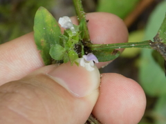 Prunella vulgaris lanceolata