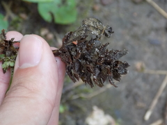 Prunella vulgaris lanceolata