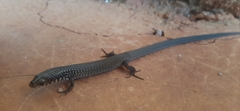 Spiny Colobosaura photo 5
