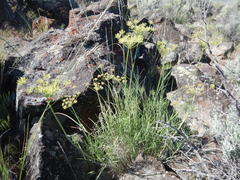 Lomatium triternatum triternatum
