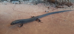 Spiny Colobosaura photo 1