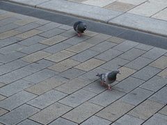 Columba livia domestica