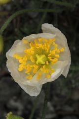 Papaver alpinum alpinum
