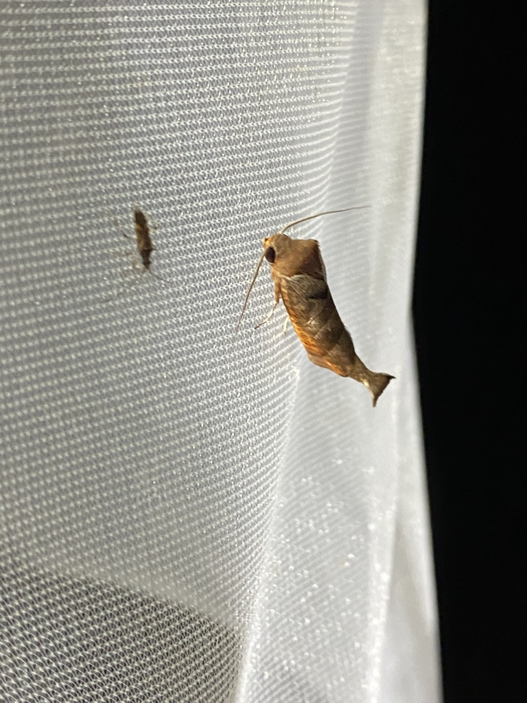 Marthula multifascia