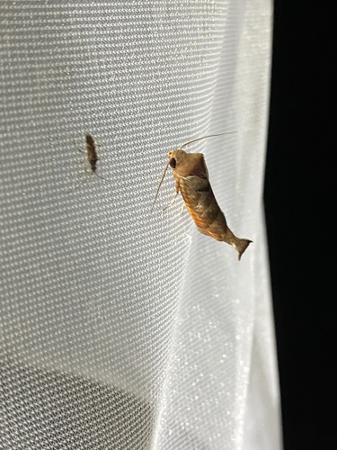 Marthula multifascia