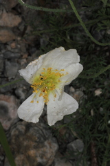 Papaver alpinum alpinum