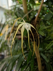 Brassavola cucullata