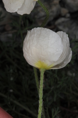 Papaver alpinum alpinum