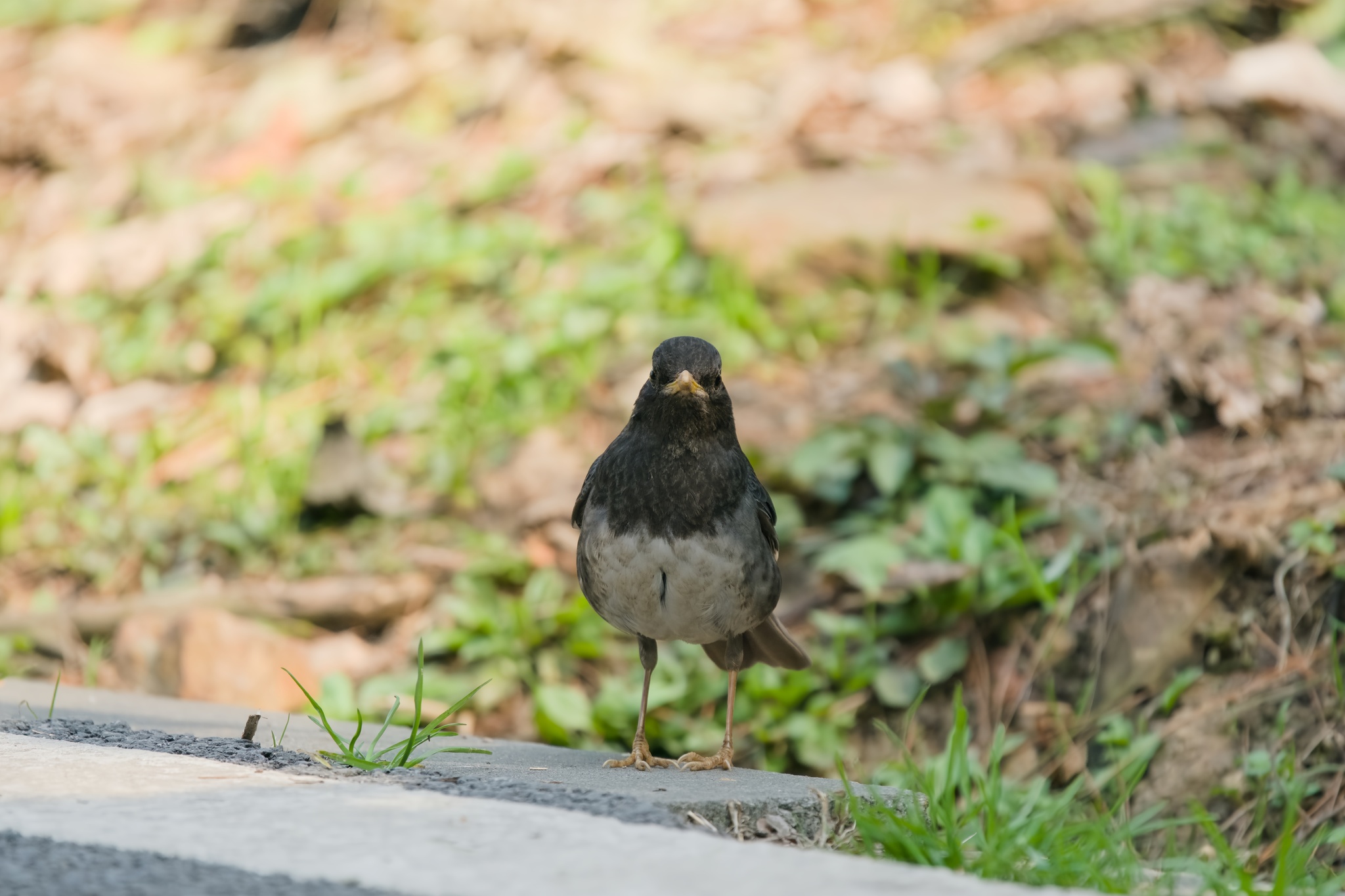 Japanese Thrush