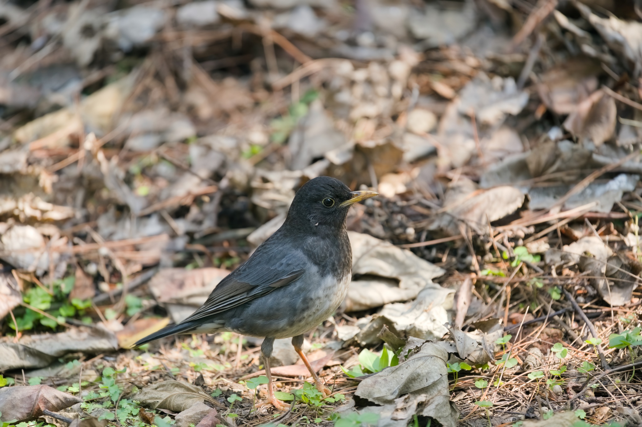 Japanese Thrush