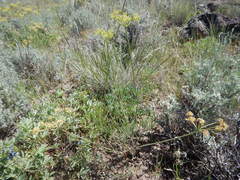 Lomatium triternatum triternatum