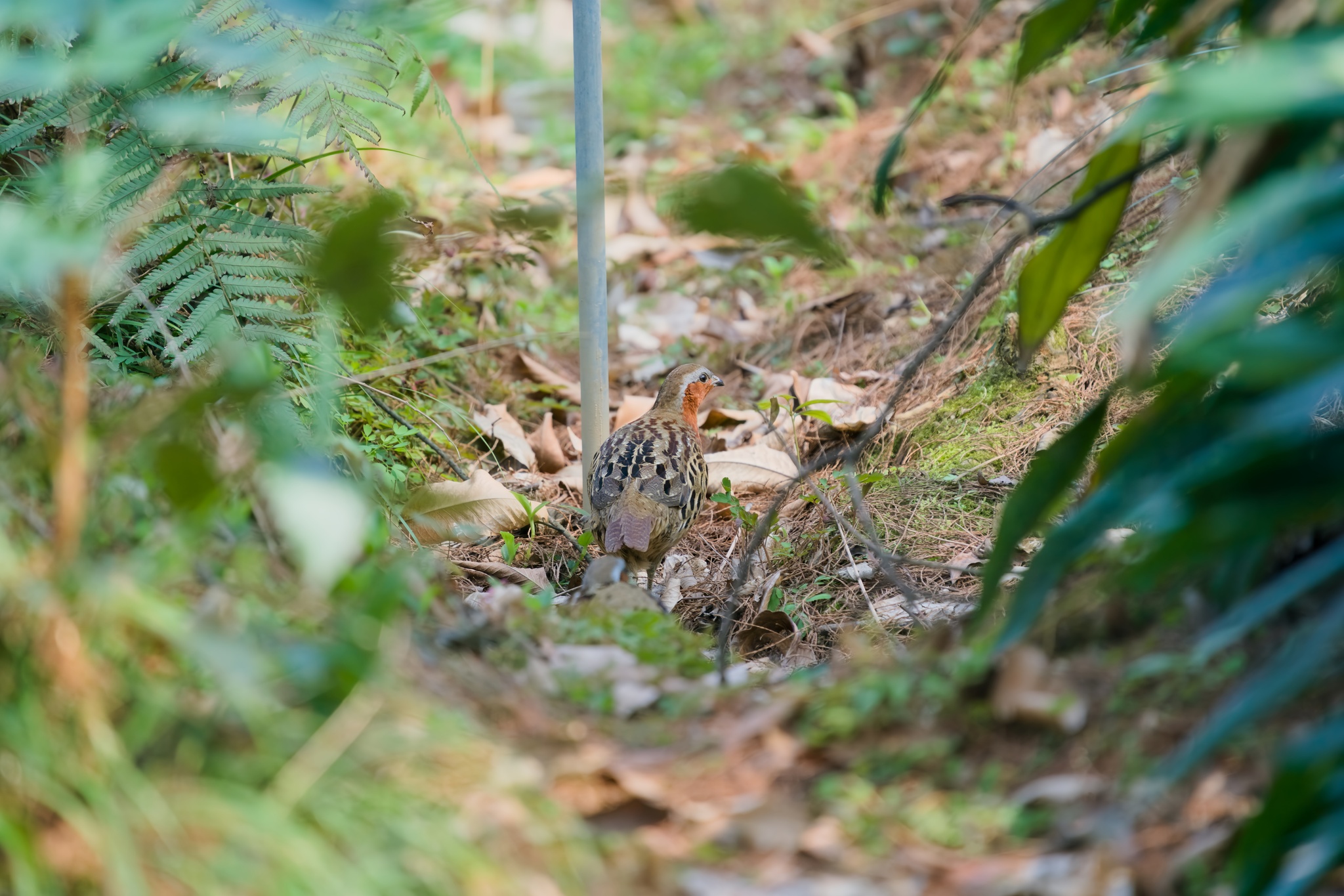 Chinese Bamboo Partridge