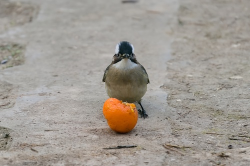 Light-vented Bulbul (Pycnonotus sinensis), photo 10