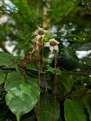 Strophanthus preussii