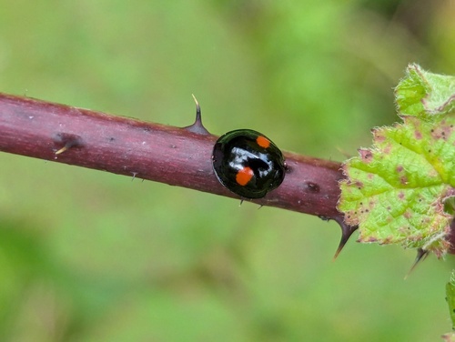 Chilocorus renipustulatus