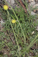 Papaver alpinum alpinum