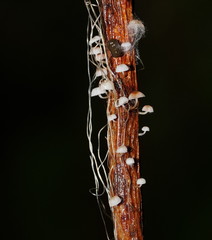 Mycena albidocapillaris