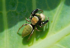 Sassacus barbipes