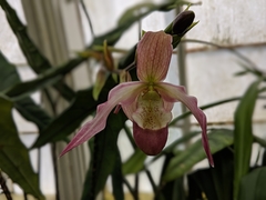 Phragmipedium